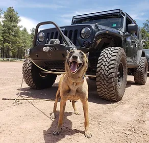 AVA the smiling malinois