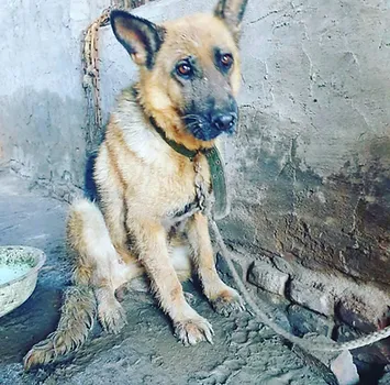 Maggie the German Shepherd