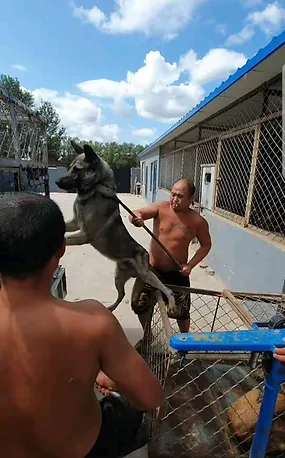 Denbe The Kunming Wolfdog